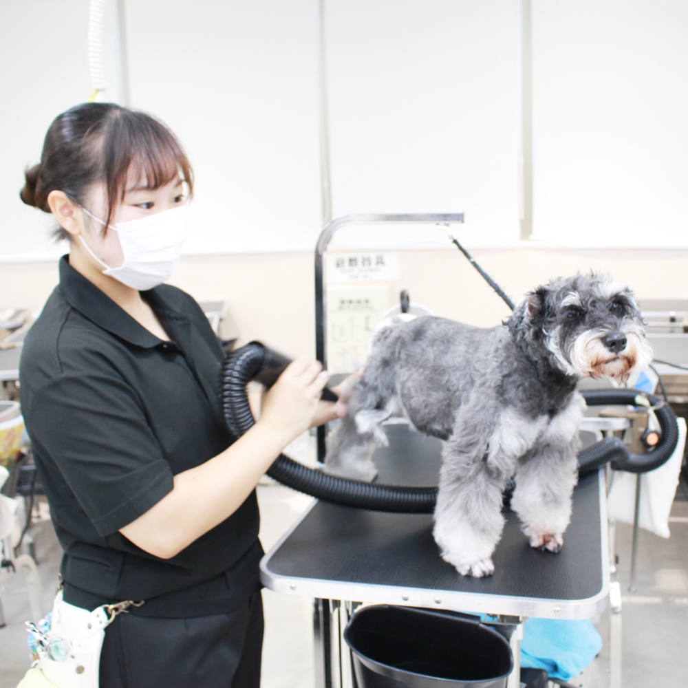 ２年生、お客様犬のトリミング☆